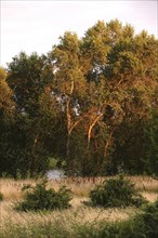 Summer evening on the Elbe near Magdeburg, Saxony-Anhalt, Germany, Europe