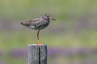 Common redshank (Tringa totanus) in breeding plumage perched on one leg on wooden fence pole along