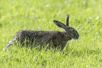 European hare (Lepus europaeus), Emsland, Lower Saxony, Germany, Europe