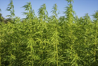 Legally grown hemp (Cannabis Sativa) in Ystad, Skåne County, Sweden, Scandinavia, Europe