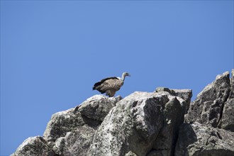 Griffon vulture (Gyps fulvus), Monfragüe National Park, Extremadura, Castilla La Mancha, Spain,