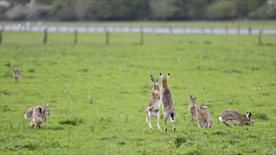 Several brown hares (Lepus europaeus), two of them standing, in a meadow during the mating season,