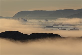 Icebergs and ice floes reflected in the water, fog, summer, midnight sun, Jakobshavn glacier and