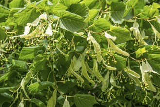 Twig of linden tree (Tilia) with fruit in Ystad, Scania, Sweden, Scandinavia, Europe