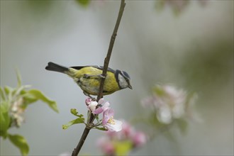 Blue tit Cyanistes (Caeruleus) adult bird on an apple tree branch with flowering blossom, Norfolk,