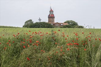 Poppy flower (Papaver rhoeas) in front of the Bastorf lighthouse, Mecklenburg-Western Pomerania,