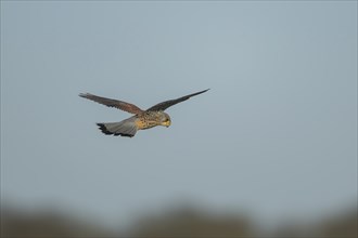 Common kestrel (Falco tinnunculus) adult male bird hovering in flight, Suffolk, England, United