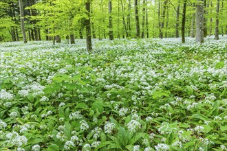 Wild garlic in flower (Allium ursinum), allium family (Allium), beech forest, Weiterdingen, Hegau,