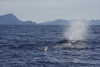 A humpback whale in the vast sea against a backdrop of mountains and a blue sky, whale watching,