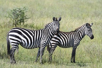 Two Zebras (Equus quagga), Serengeti National Park, Tanzania, Africa