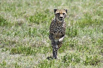 Cheetah (acinonyx jubatus), adult male running, Serengeti National Park, Tanzania, Africa