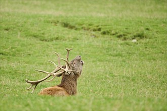 A relaxed deer laying on a grassy field, roaring while rutting season, Red deer (Cervus elaphus),