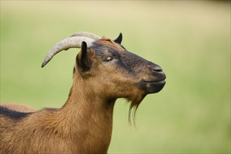 Domestic goat (Capra hircus), standing on a meadow, portrait, wildlife Park Aurach near Kitzbuehl,