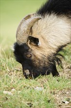 Domestic goat (Capra hircus), standing on a meadow, portrait, wildlife Park Aurach near Kitzbuehl,