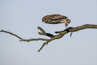 Little owl (Athene noctua), flying, Emsland, Lower Saxony, Germany, Europe