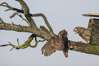 Little owls (Athene noctua), feeding young animals, Emsland, Lower Saxony, Germany, Europe