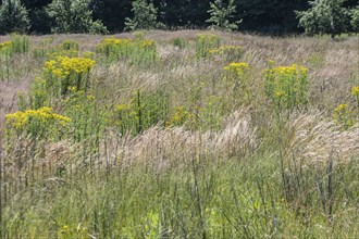 Extensive meadow with St James' ragwort (Senecio jacobaea) and flowering grasses, Emsland, Lower