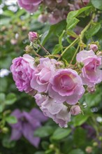 Rose (Rosa sp.) with raindrops, North Rhine-Westphalia, Germany, Europe