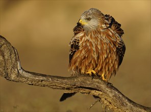 Red kite (Milvus milvus) on a dry branch, Pyrenees, Spain, Europe