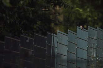 A spotted flycatcher (Muscicapa striata) sitting on the top of a high fence in dark surroundings,