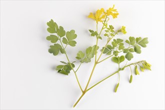 Rock Corydalis (Corydalis) on a white background