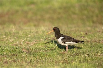 Oystercatcher (Haematopus ostralegus), Emsland, Lower Saxony, Germany, Europe