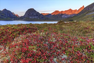 Autumn coloured tundra in front of fjord and steep mountains, morning light, autumn, Moskenesoya,