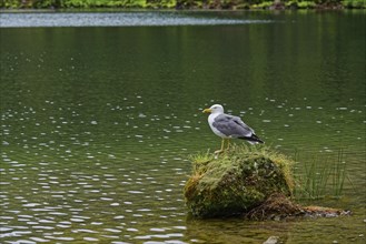 A seagull sits on a rock in a calm lake surrounded by green nature, crater lake Lagoa do Fogo,