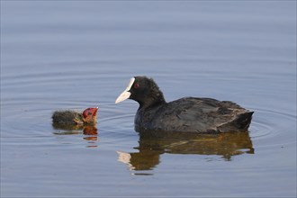 Eurasian Coot, Coot Rail, (Fulica atra), adult bird feeding chicks in shallow water, Wildlife,