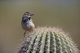 Cactus wren (Campylorhynchus brunneicapillus), adult, on cactus, Sonoran Desert, Arizona, North