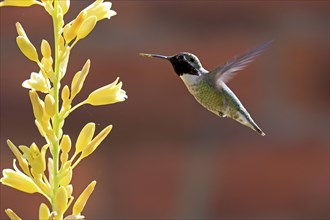 Anna's hummingbird (Calypte anna), adult, flying, on flower, foraging, Sonoran Desert, Arizona,