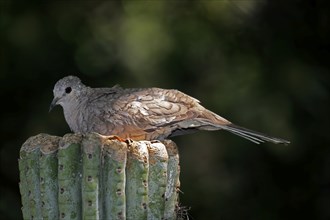 Inca dove (Columbina Inca), adult, on cactus, Sonora Desert, Arizona, North America, USA, North