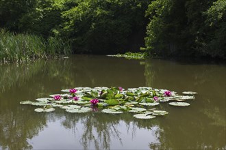 Water lilies (Nymphaea) in a rainwater retention basin in the vineyards that was created as a