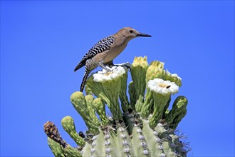 Gila woodpecker (Melanerpes uropygialis), adult, male, on Saguaro cactus flower, foraging, Sonoran