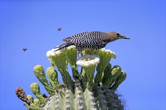 Gila woodpecker (Melanerpes uropygialis), adult, female, feeding on saguaro cactus flower, Sonoran