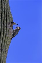 Gila woodpecker (Melanerpes uropygialis), adult, male, female, pair, at breeding den, with food, at