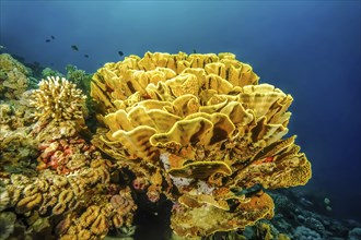 Yellow cup coral (Turbinaria mesenterina) Stony corals Hard corals Reef-building corals in intact