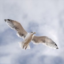 Lesser black-backed gull (Larus fuscus) in flight