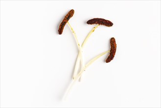 Brown stamens on white stems of the lily (Lilium), close-up, white background