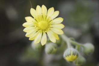 Aeonium (Aeonium saundersii), flower, La Gomera, Canary Islands, Spain, Europe