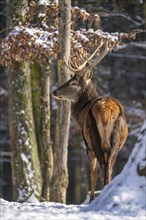 Red deer (Cervus elaphus), in the snow, winter, Vulkaneifel, Rhineland-Palatinate, Germany, Europe