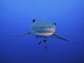 Portrait of lemon shark (Negaprion brevirostris), surrounded by several specimens of suckerfish