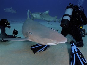 Several specimens of lemon shark (Negaprion brevirostris) swim close to the sandy bottom while