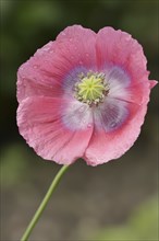 Opium poppy (Papaver somniferum), flower, ornamental plant, North Rhine-Westphalia, Germany, Europe