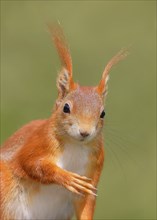 Eurasian red squirrel (Sciurus vulgaris) adult animal, head portrait, mammal, wildlife, Siegerland,