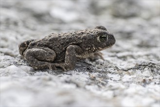 Natterjack toad (Bufo calamita), Emsland, Lower Saxony, Germany, Europe