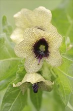 Black henbane (Hyoscyamus niger), flowers, North Rhine-Westphalia, Germany, Europe