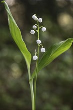 Lily of the valley (Convallaria majalis), Emsland, Lower Saxony, Germany, Europe