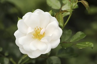 Garden rose or rose (Rosa hybrida), flower, ornamental plant, North Rhine-Westphalia, Germany,