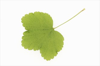 Redcurrant (Ribes rubrum), leaf on white background